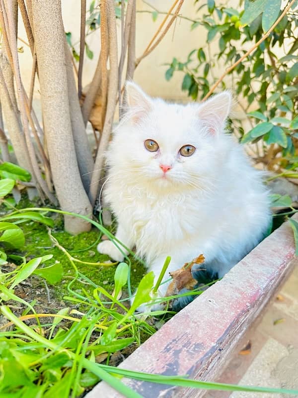 pure persian kitten for sale triple coated 7