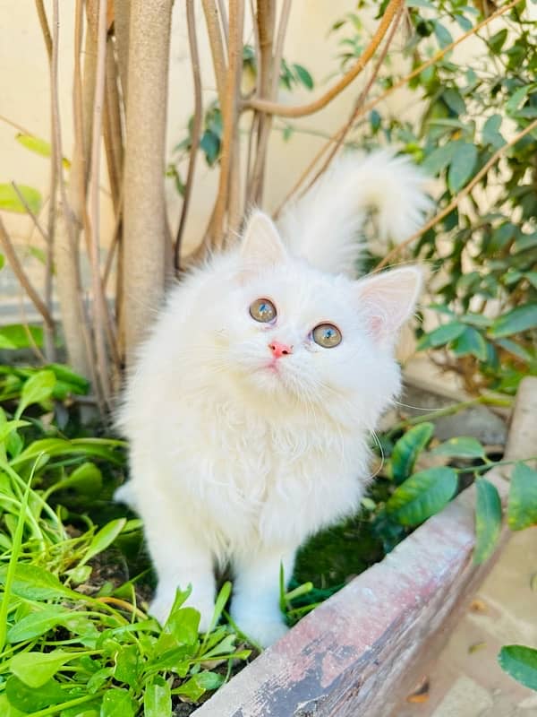 pure persian kitten for sale triple coated 8