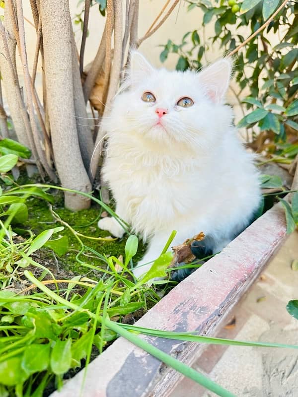 pure persian kitten for sale triple coated 9