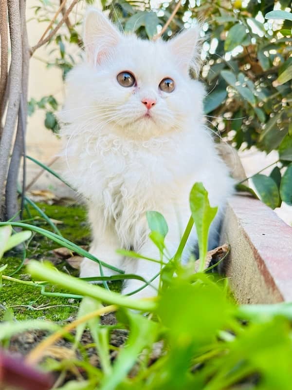 pure persian kitten for sale triple coated 10