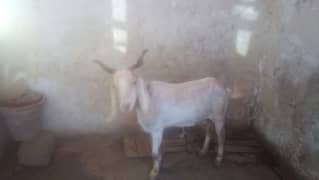 Dasi bakri with male kid for sale urgent