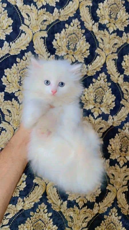 Persian kittens for urgent sale  My Whatsapp number 03473694899 0