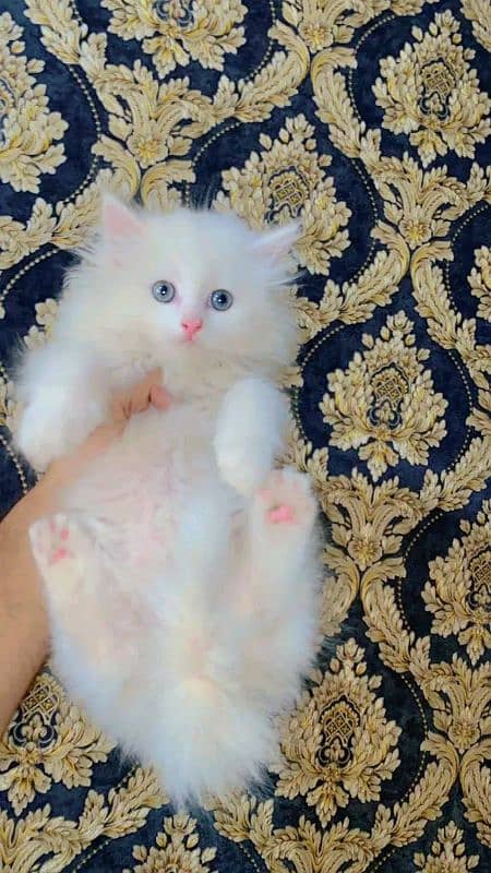 Persian kittens for urgent sale  My Whatsapp number 03473694899 1