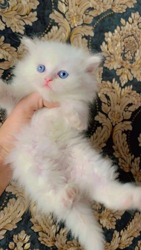 Persian kittens for urgent sale  My Whatsapp number 03473694899 3