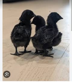 Ayam Cemani black tongue | Ayam Cemani chicks |Ayam Cemani Grey tongue