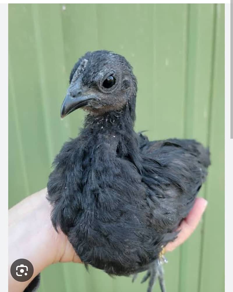 Ayam Cemani chicken | Ayam Cemani black tongue Indonesian breed 2