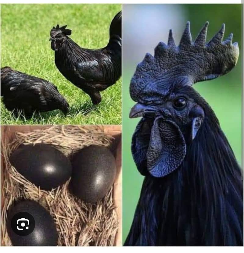 Ayam Cemani chicken | Ayam Cemani black tongue Indonesian breed 5