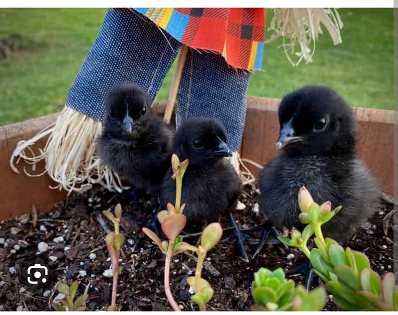 Ayam Cemani chicken | Ayam Cemani black tongue Indonesian breed 6