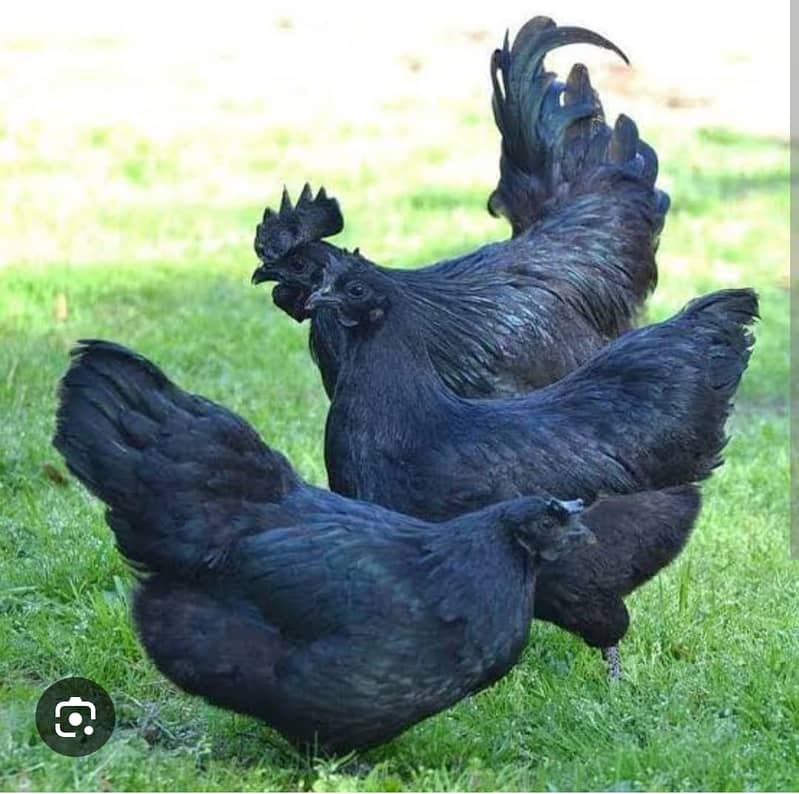 Ayam Cemani chicken | Ayam Cemani black tongue Indonesian breed 7