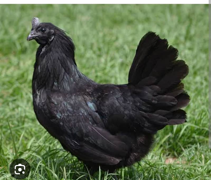 Ayam Cemani chicken | Ayam Cemani black tongue Indonesian breed 8