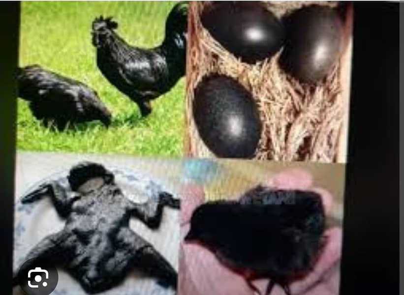 Ayam Cemani chicken | Ayam Cemani black tongue Indonesian breed 9