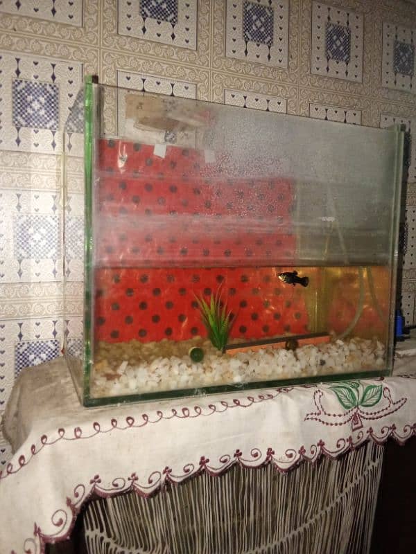 fish aquarium for sale 1