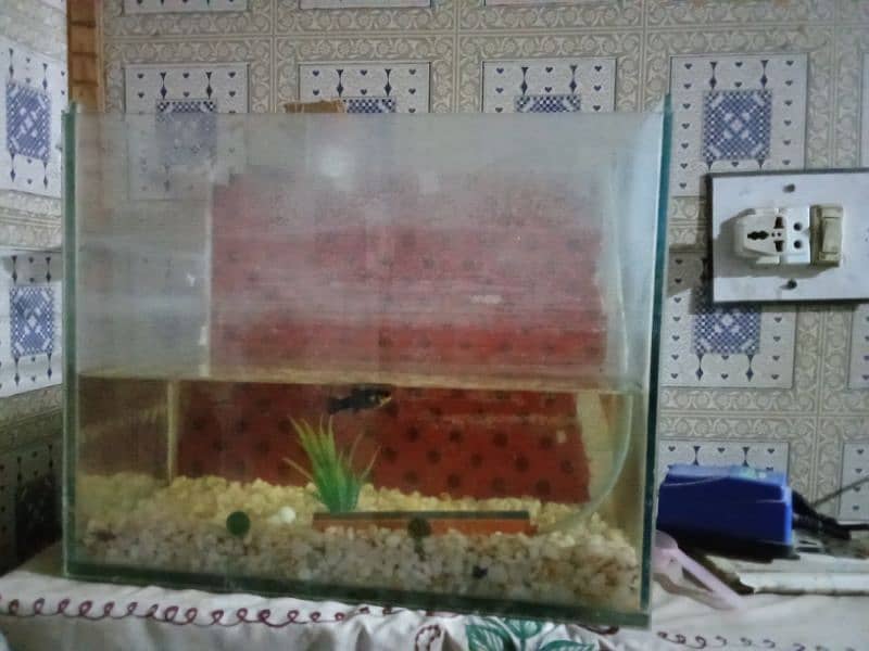 fish aquarium for sale 2