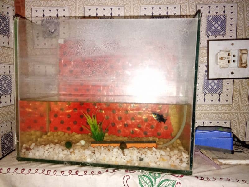 fish aquarium for sale 3