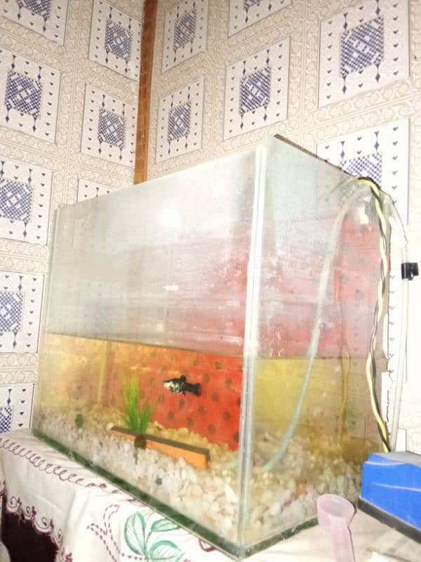 fish aquarium for sale 4