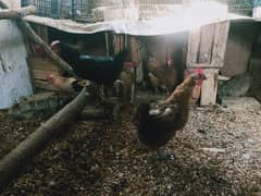 Egg laying Desi Hen for sale in Abbottabad