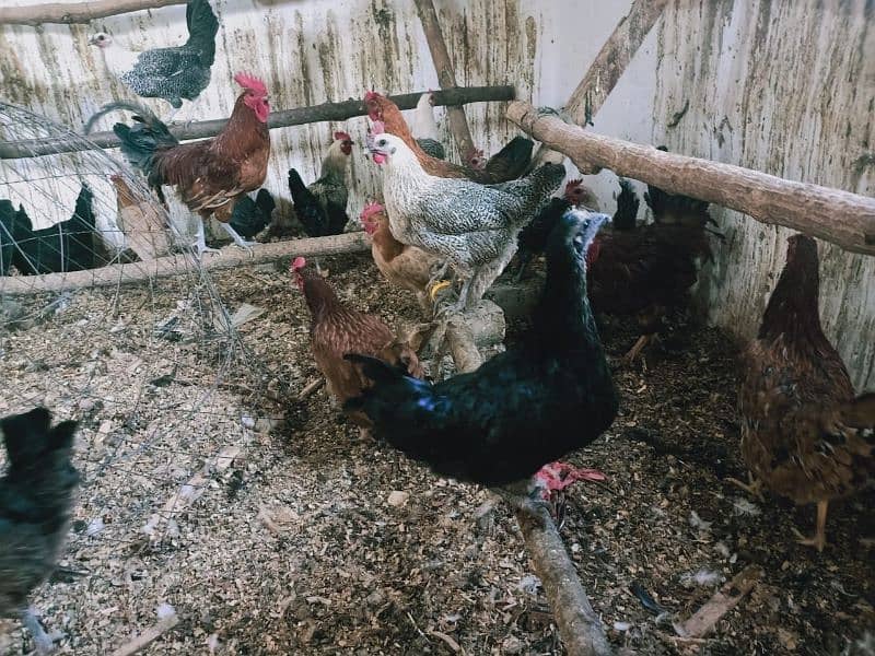 Egg laying Desi Hen for sale in Abbottabad 1