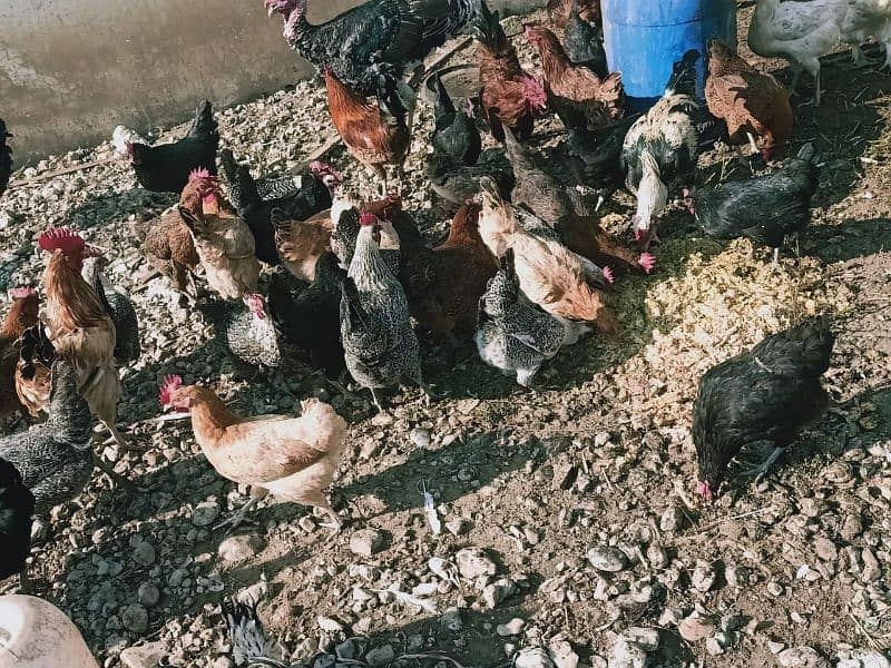 Egg laying Desi Hen for sale in Abbottabad 3