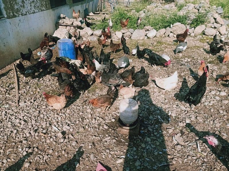 Egg laying Desi Hen for sale in Abbottabad 4