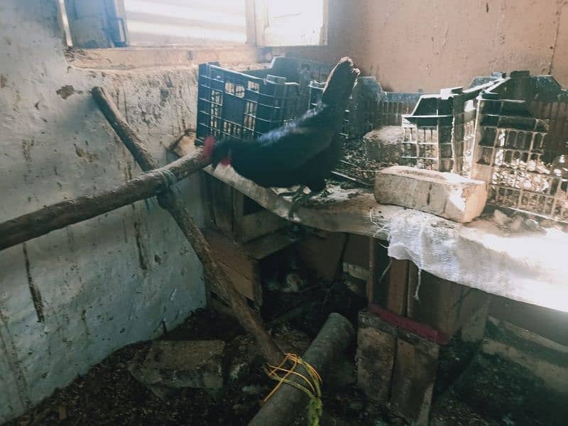 Egg laying Desi Hen for sale in Abbottabad 5