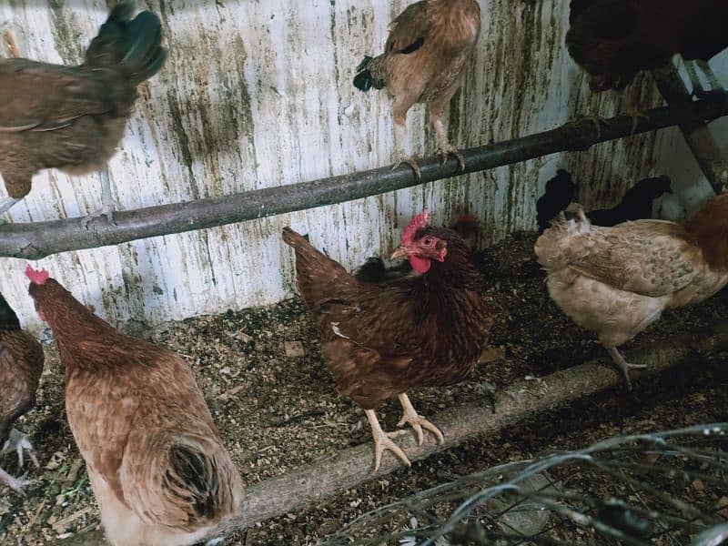 Egg laying Desi Hen for sale in Abbottabad 6