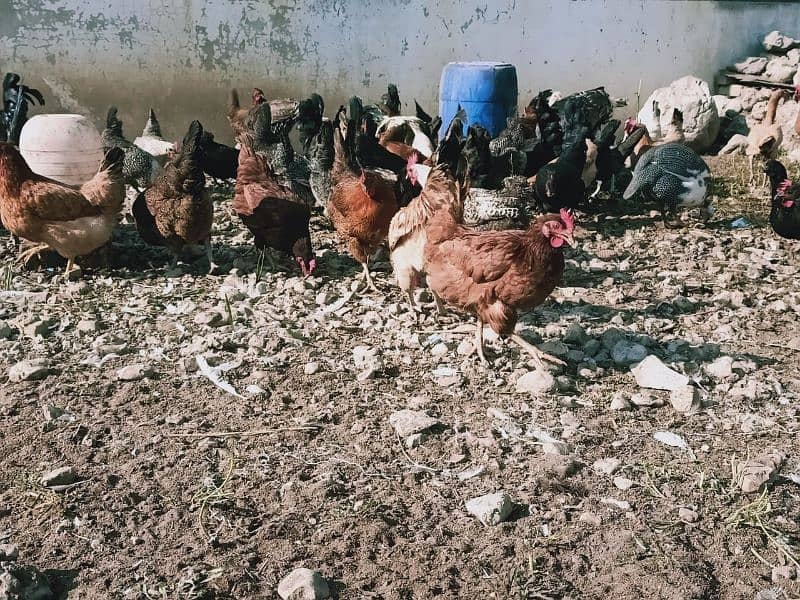 Egg laying Desi Hen for sale in Abbottabad 9