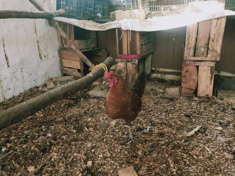 Egg laying Desi Hen for sale in Abbottabad 10