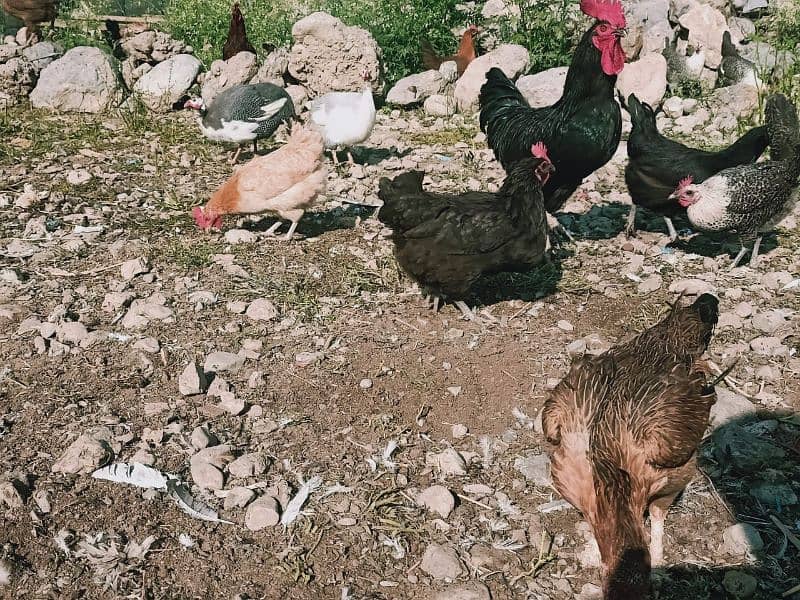 Egg laying Desi Hen for sale in Abbottabad 11