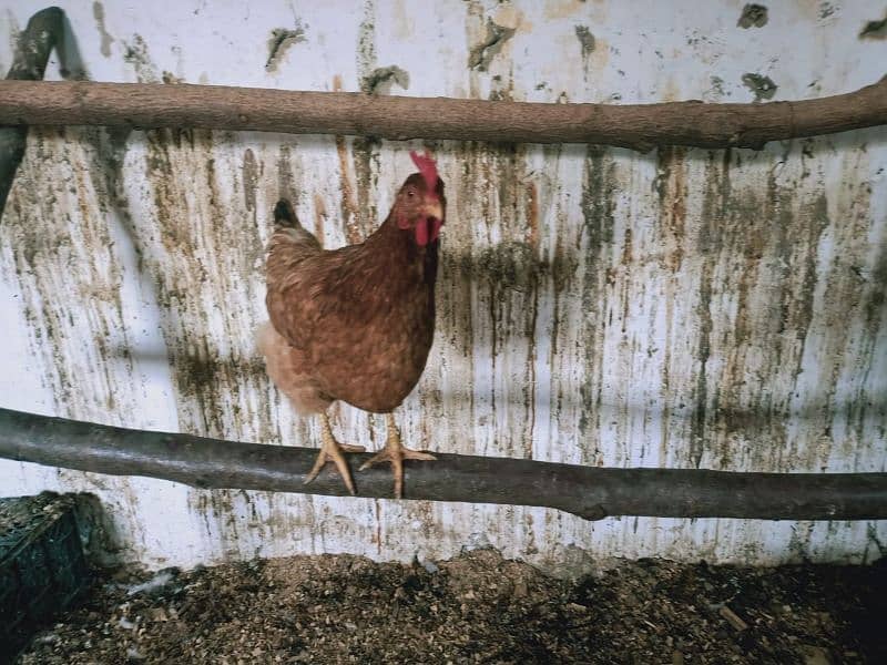 Egg laying Desi Hen for sale in Abbottabad 12