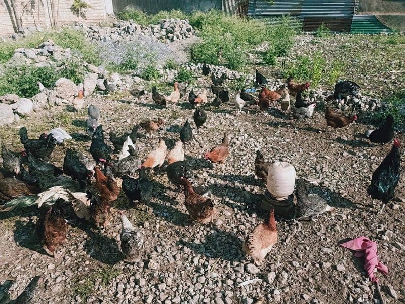 Egg laying Desi Hen for sale in Abbottabad 13