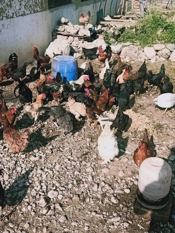 Egg laying Desi Hen for sale in Abbottabad 14