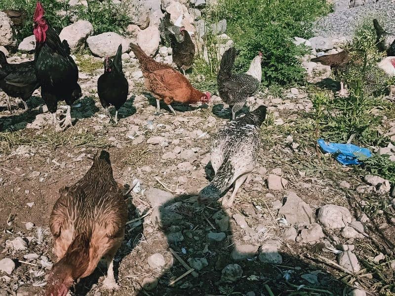 Egg laying Desi Hen for sale in Abbottabad 15