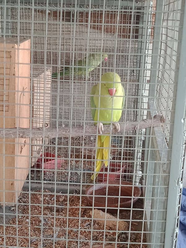 green parrot breeder pair and cage 1