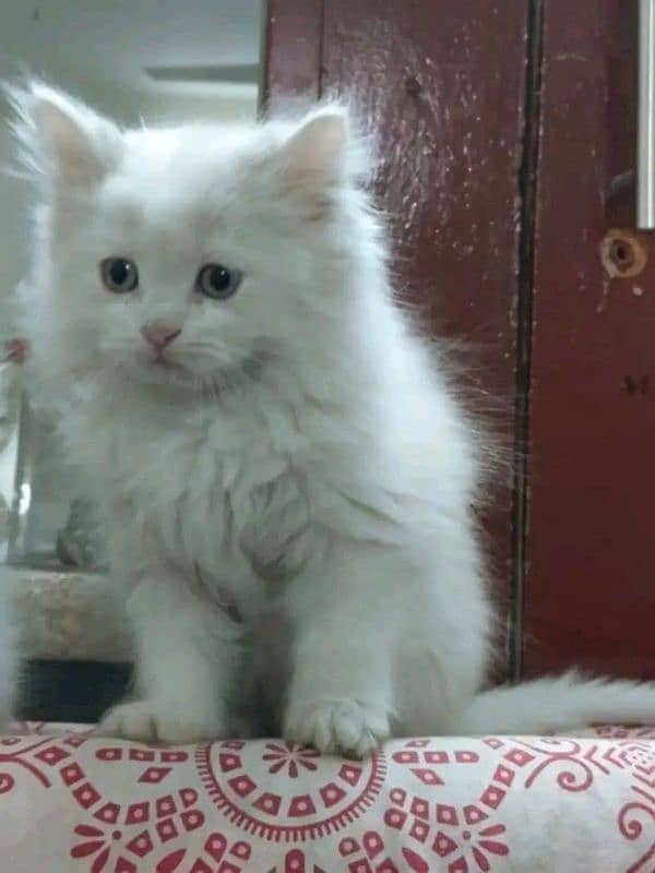 Persian kittens for urgent sale  My Whatsapp number 03473694899 2