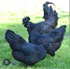 Ayam Cemani Poultry Farming