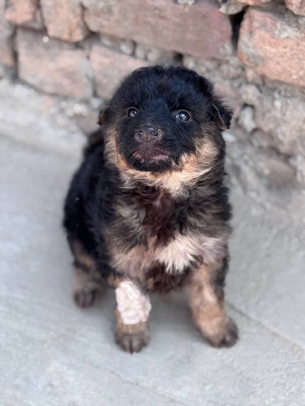 German shepherd puppy 1