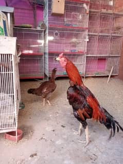 aseel murga murgi breeding pair