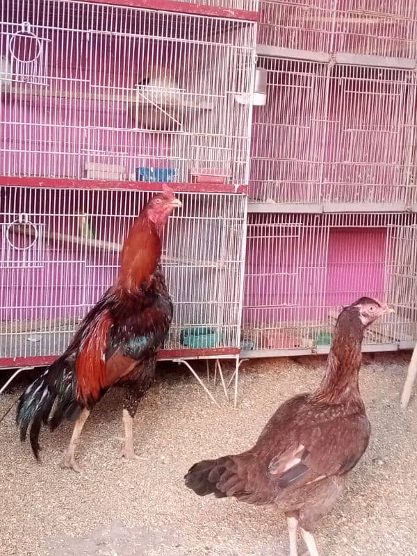 aseel murga murgi breeding pair 2