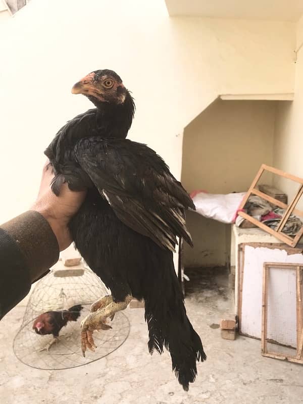 0318-8408313 call or whatsapp only| lassani | Hens | mianwali breed| 2