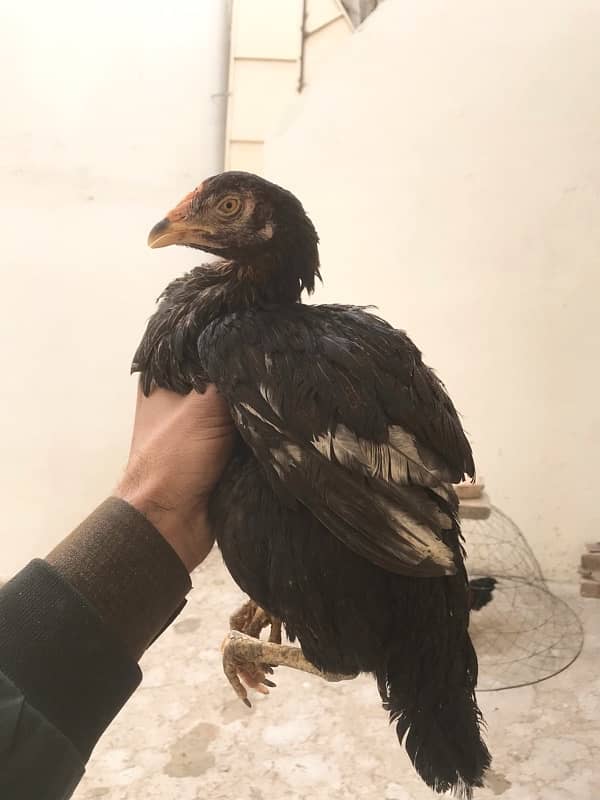 0318-8408313 call or whatsapp only| lassani | Hens | mianwali breed| 4