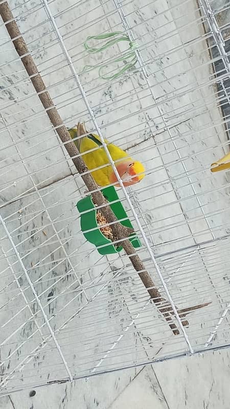 Beautifull Love Bird 1