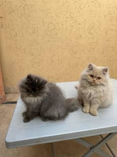 quality kitten available 03219945453