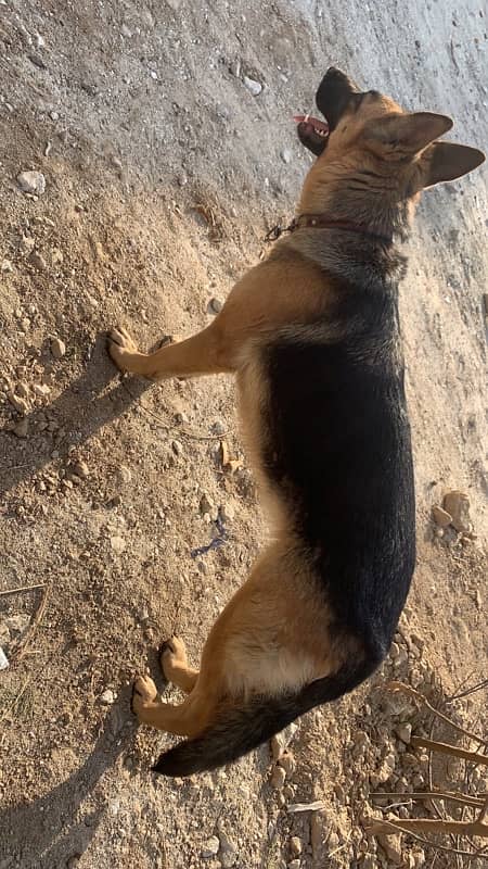 female gsd for sale 0