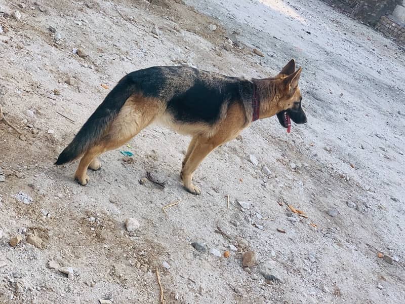 female gsd for sale 1