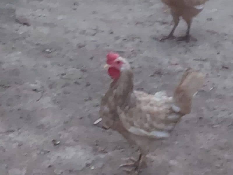 Eggs Laying Hens and Ducks Pair Sale 3