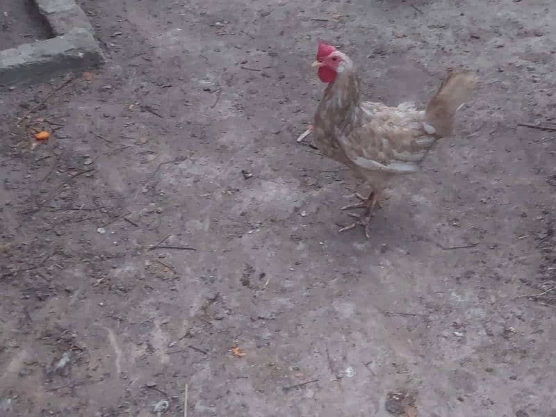 Eggs Laying Hens and Ducks Pair Sale 4