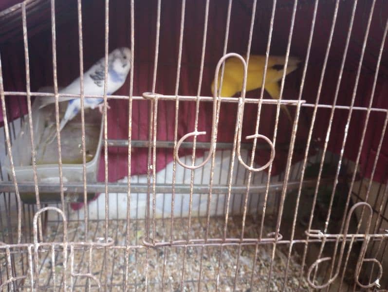 budgies parrot pair One red eyes 1