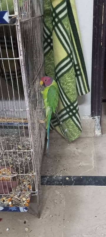 urgent sale plumb head parrot male 0