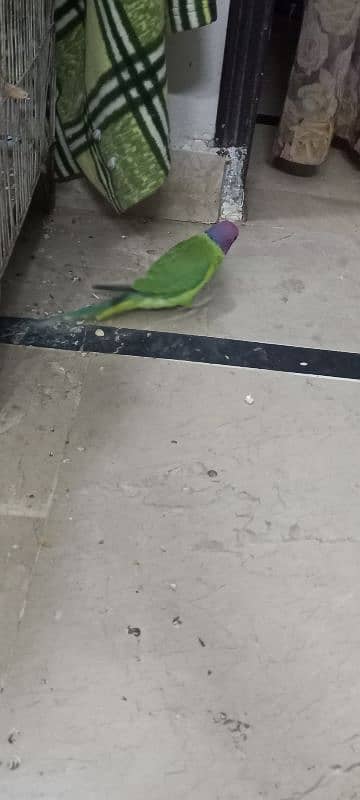 urgent sale plumb head parrot male 1