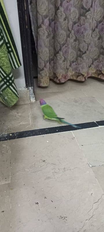 urgent sale plumb head parrot male 2